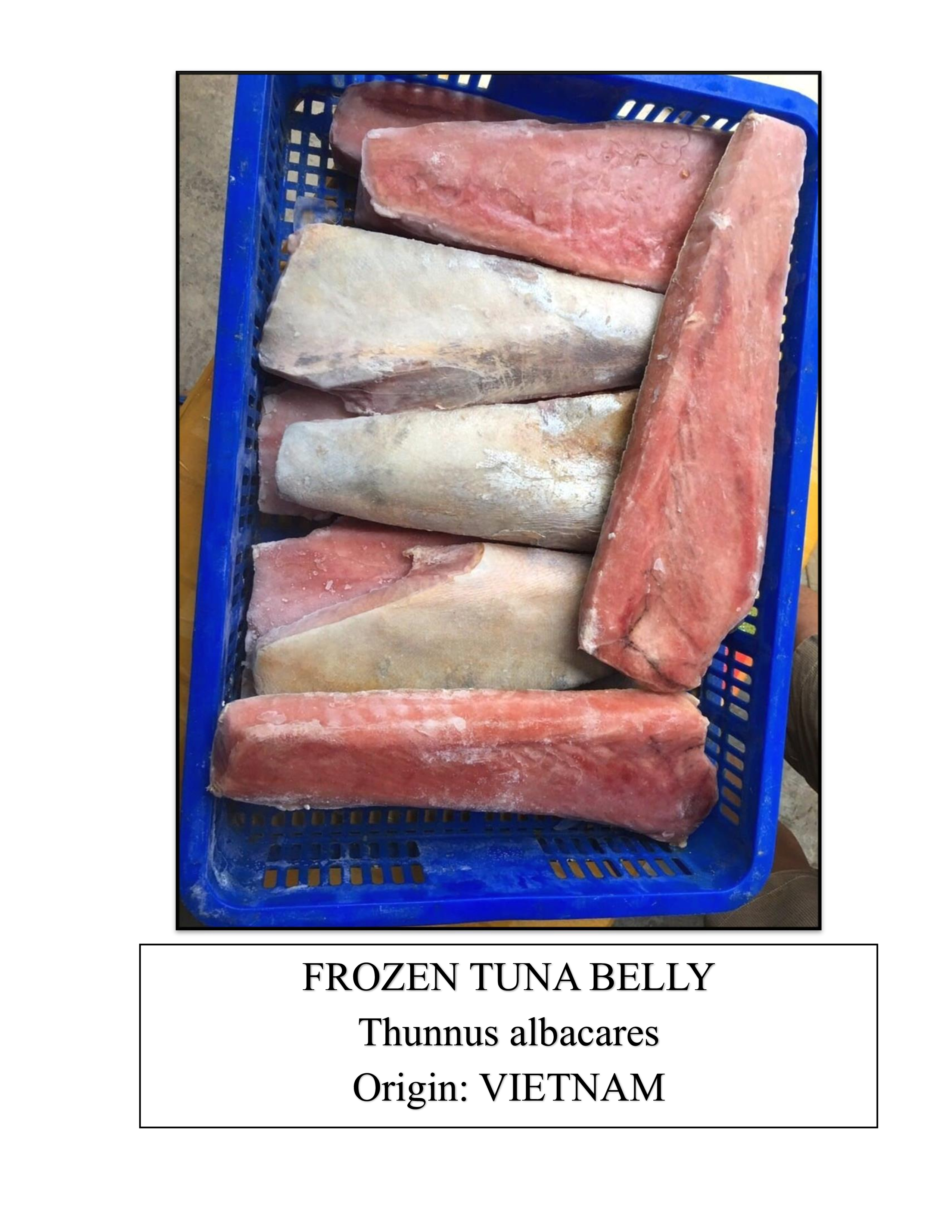 Frozen Tuna Belly